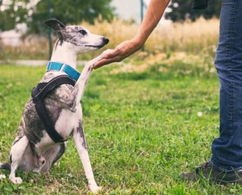 Dog Trainers in Chennai