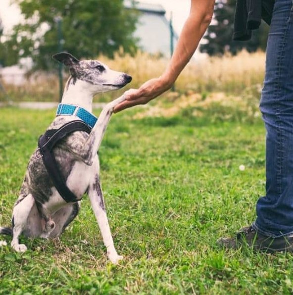 Dog Trainers in Chennai